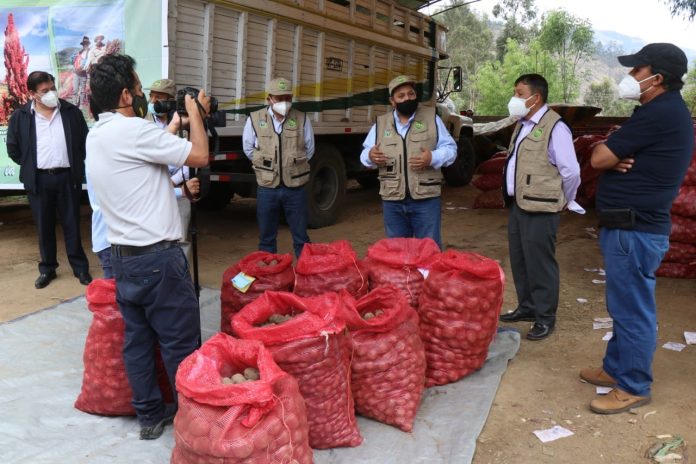 5 PROVINCIAS DE APURÍMAC SERÁN BENEFICIADOS CON 101 MIL KILOS DE SEMILLA DE PAPA