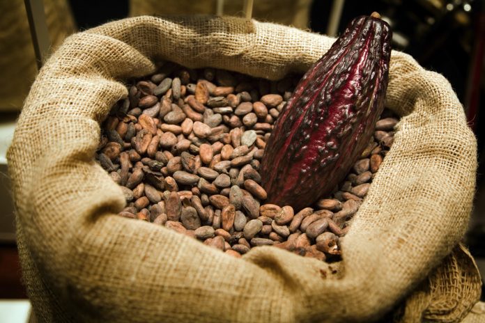 AGRICULTORES DEL VRAEM VENDEN 50 TONELADAS DE CACAO ORGÁNICO A MERCADOS DE EUROPA Y EE.UU.