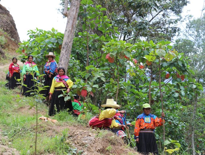 AGRO RURAL REFORESTARÁ 145 HECTÁREAS CON ÁRBOL DE LA QUINA EN 10 REGIONES