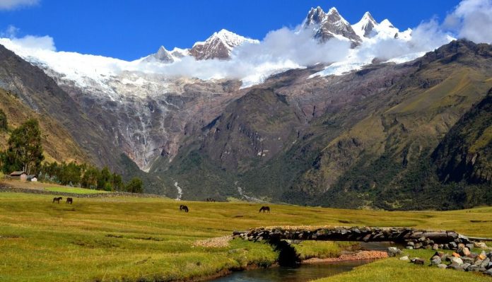 BIÓLOGOS DESCUBREN UNA NUEVA ESPECIE DE PLANTA EN LAS ALTURAS DE APURÍMAC