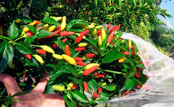 CON SABOR A PICANTE CELEBRAMOS HOY EL DÍA NACIONAL DEL AJÍ PERUANO, EMBAJADOR DE LA COCINA REGIONAL