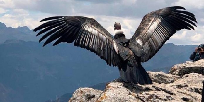 CUSCO PROMOCIONARÁ EL CAÑÓN DE APURÍMAC Y EL VUELO DEL CÓNDOR COMO ATRACTIVOS TURÍSTICOS