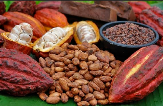 DÍA DEL CACAO Y DEL CHOCOLATE: PERÚ DESTACA POR SU PRODUCCIÓN DE CACAO FINO