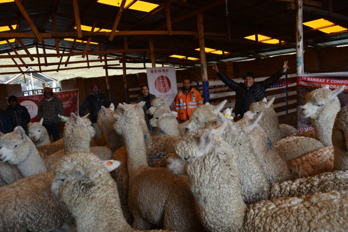 DÍA NACIONAL DE LA ALPACA: PERÚ, PRIMER PRODUCTOR MUNDIAL DE FIBRA DE ALPACA CON 87% DE LA POBLACIÓN MUNDIAL