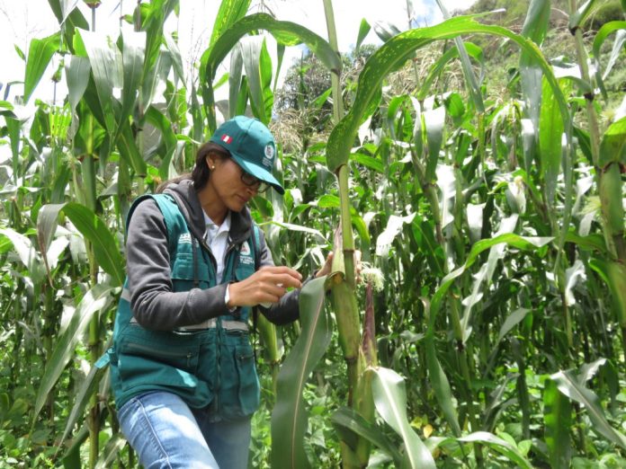 OTORGARÁN SEGURO CATASTRÓFICO A MÁS DE 625 MIL PEQUEÑOS AGRICULTORES EN 24 REGIONES