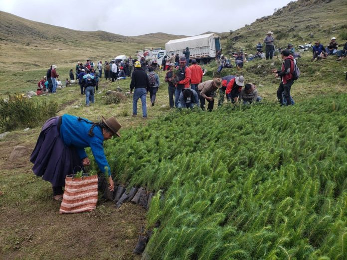 PLANTACIÓN DE UN MILLÓN DE ÁRBOLES EN UN DÍA SE DESARROLLARÁ EN LA REGIÓN DE APURÍMAC